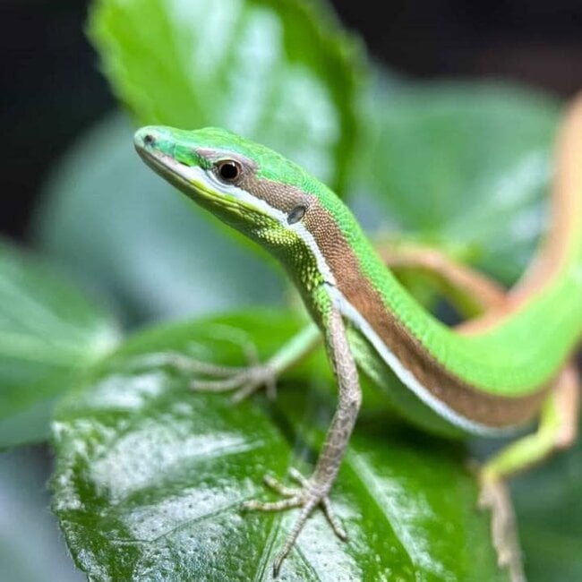 Emerald Grass Lizard, Takydromus smaragdinu
