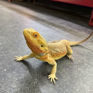 Orange Bearded Dragon 'Fast Pickles' Male SP