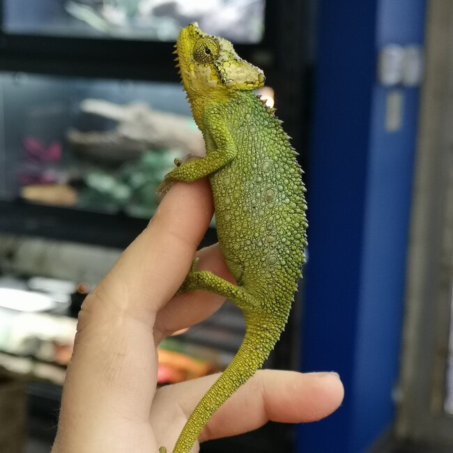 Helmeted Chameleon, Trioceros hoehnelii CB