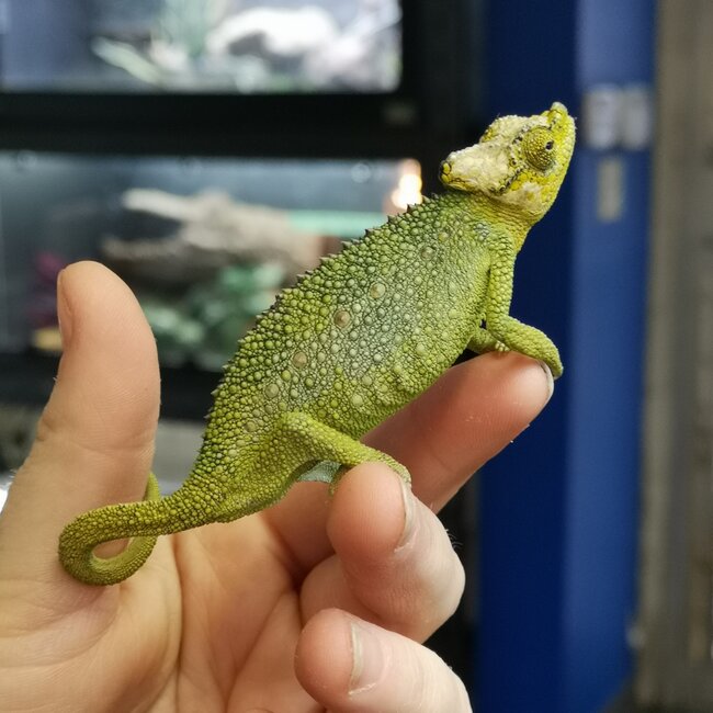 Helmeted Chameleon, Trioceros hoehnelii CB
