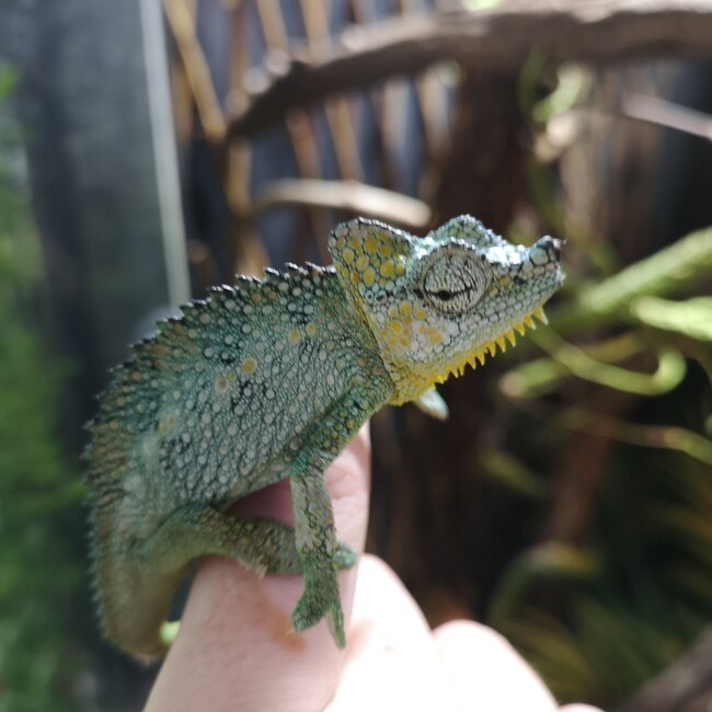 Helmeted Chameleon, Trioceros hoehnelii CB