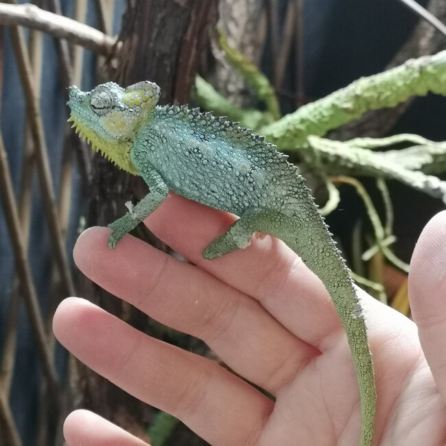 Helmeted Chameleon, Trioceros hoehnelii CB