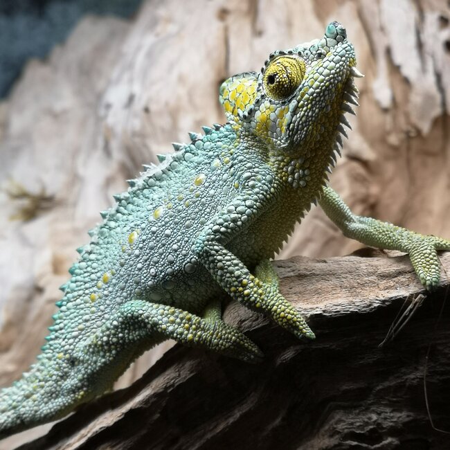 Helmeted Chameleon, Trioceros hoehnelii CB