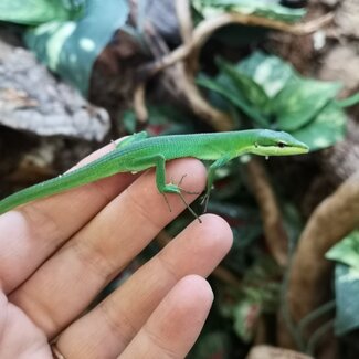 Sakishima Grass Lizard, Takydromus dorsalis