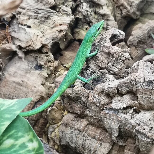 Sakishima Grass Lizard, Takydromus dorsalis