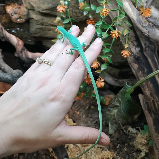 Emerald Grass Lizard, Takydromus smaragdinu