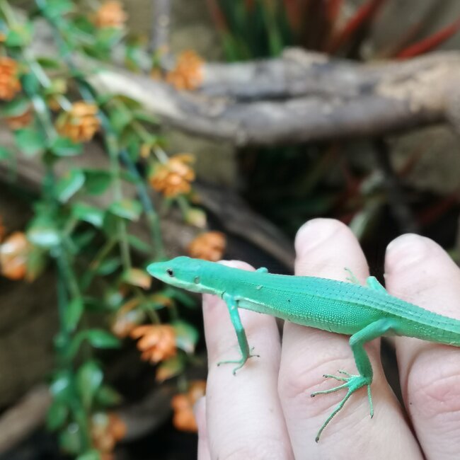 Emerald Grass Lizard, Takydromus smaragdinu