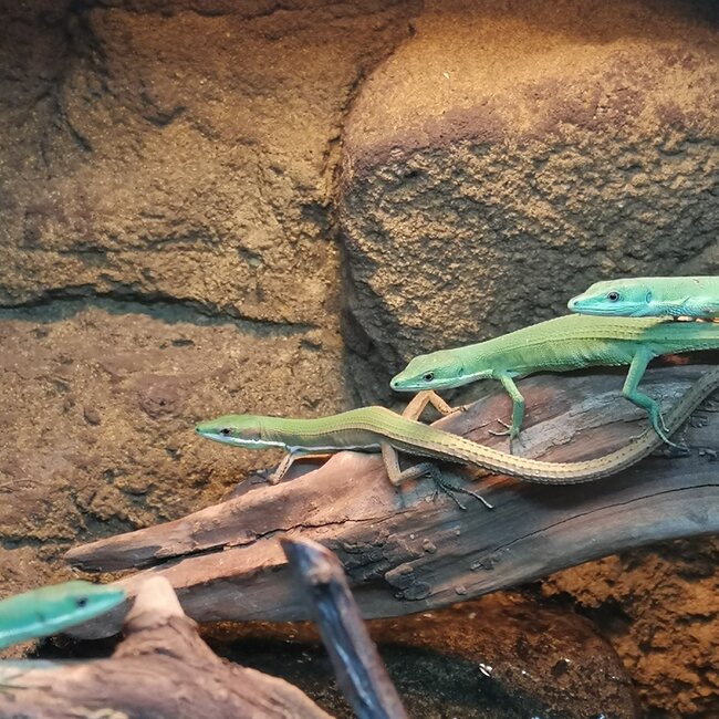 Emerald Grass Lizard, Takydromus smaragdinu