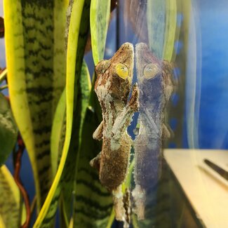 Uroplatus sameiti, Southern Leaf Tail Gecko