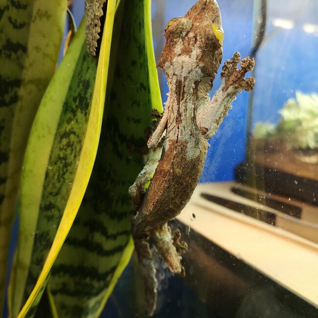 Uroplatus sameiti, Southern Leaf Tail Gecko