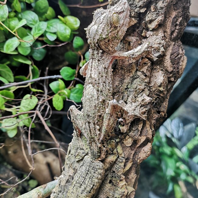 Uroplatus sameiti, Southern Leaf Tail Gecko