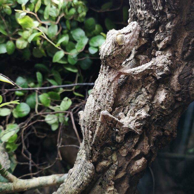 Uroplatus sameiti, Southern Leaf Tail Gecko