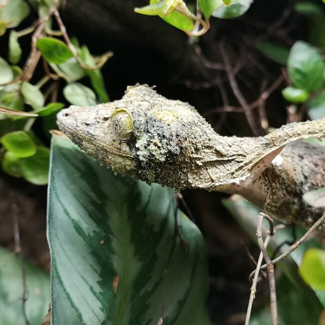 Uroplatus sameiti, Southern Leaf Tail Gecko