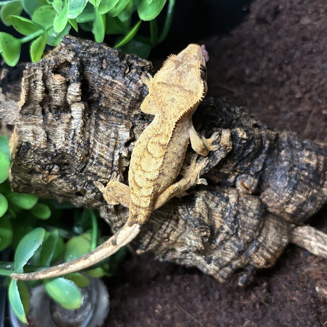 Crested Gecko Tiger Flame '3B'