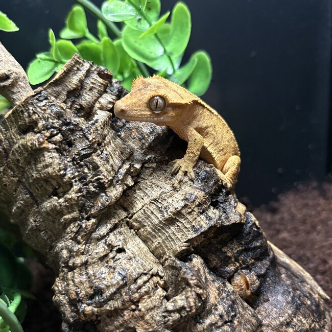 Crested Gecko Tiger Flame '3B'