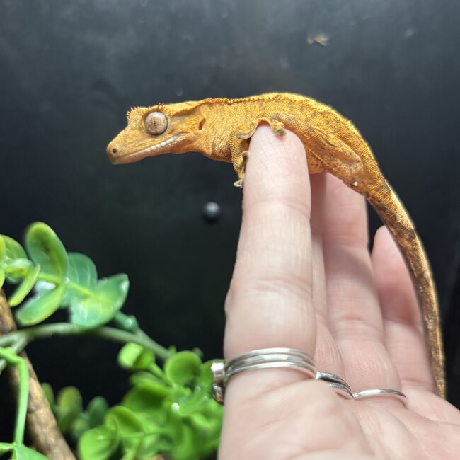 Crested Gecko Tiger Flame '3B'