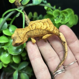 Crested Gecko Tiger Flame '3B'