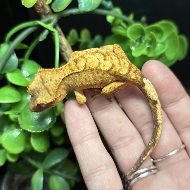 Crested Gecko Tiger Flame '3B'