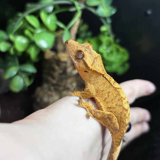 Crested Gecko Tiger Flame '3B'