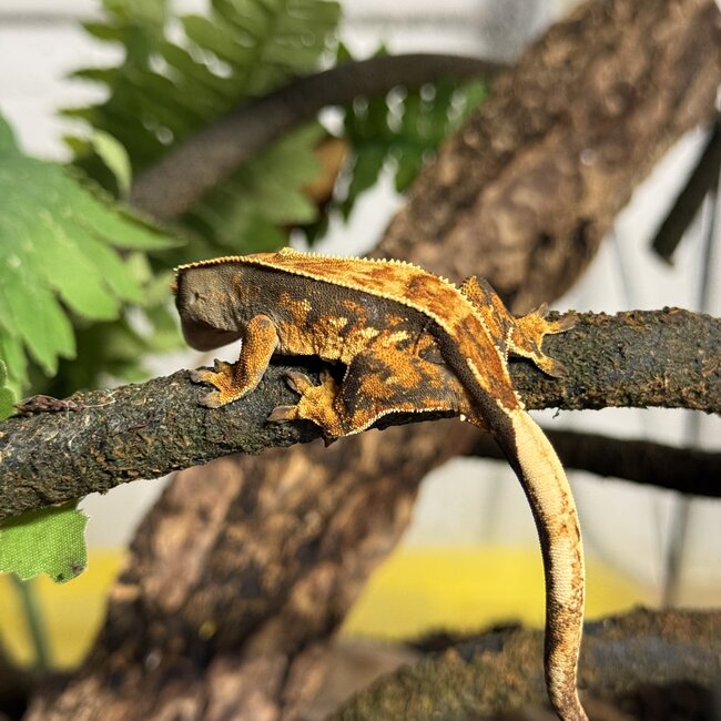 Yellow Flame Crested Gecko