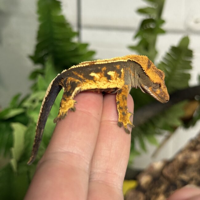 Yellow Flame Crested Gecko