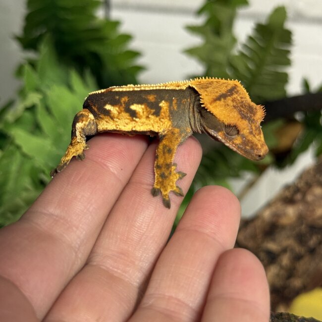 Yellow Flame Crested Gecko