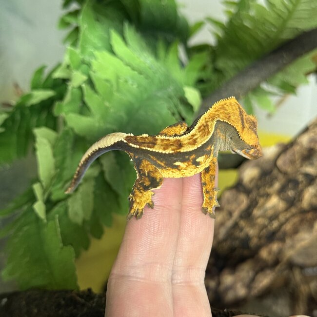 Yellow Flame Crested Gecko