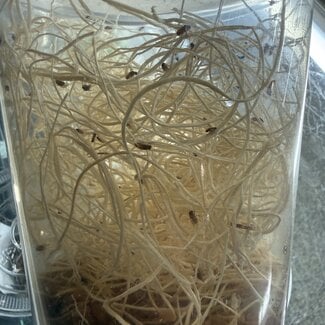 OOPS! Hydei and Melanogaster shared cup