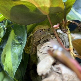 Quadstripe Crested Gecko '5A'