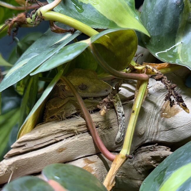 Quadstripe Crested Gecko '5A'
