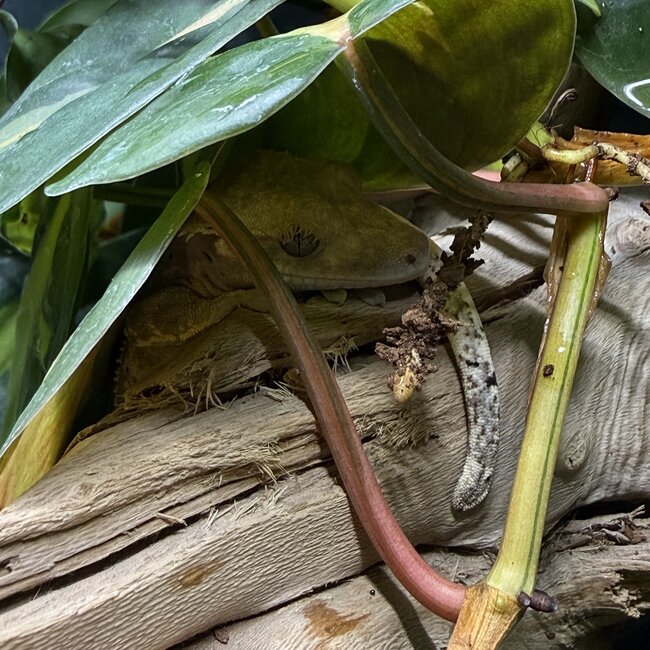 Quadstripe Crested Gecko '5A'