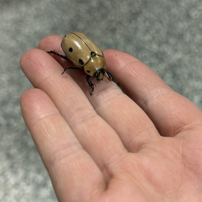 Grapevine Beetle, Pelidnota punctata