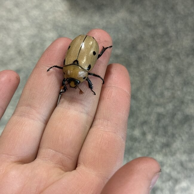 Grapevine Beetle, Pelidnota punctata