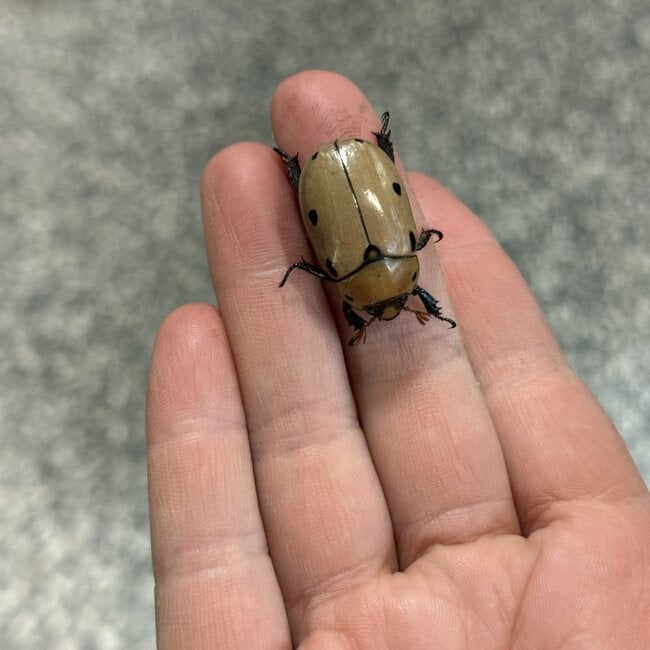 Grapevine Beetle, Pelidnota punctata