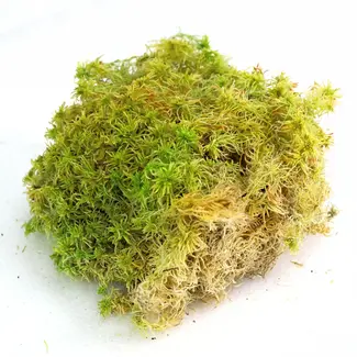 Mossify Natural Canadian Sphagnum Moss - Live Moss / Dormant Moss - Revita-Moss™
