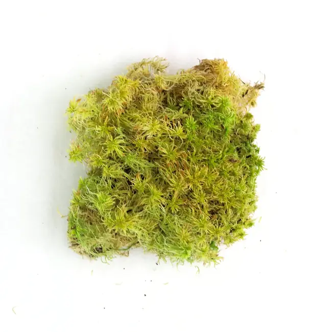 Mossify Natural Canadian Sphagnum Moss - Live Moss / Dormant Moss - Revita-Moss™