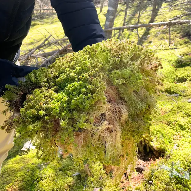 Mossify Natural Canadian Sphagnum Moss - Live Moss / Dormant Moss - Revita-Moss™