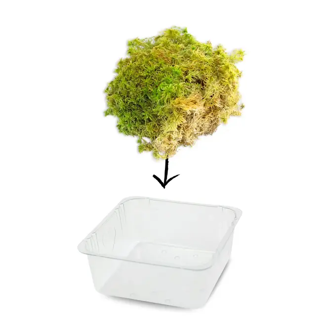 Mossify Natural Canadian Sphagnum Moss - Live Moss / Dormant Moss - Revita-Moss™