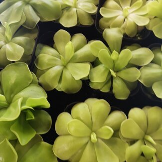 Mexican butterwort (Pinguicula sp.)