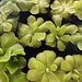 Mexican butterwort (Pinguicula sp.)