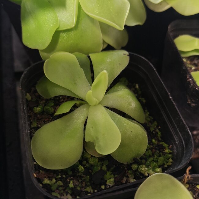Mexican butterwort (Pinguicula sp.)