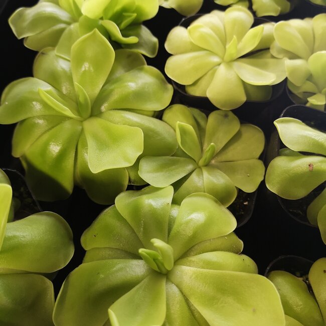 Mexican butterwort (Pinguicula sp.)