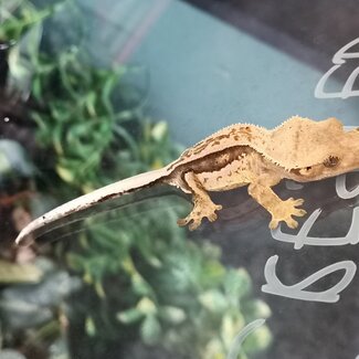 Pinstripe Crested Gecko '5B'