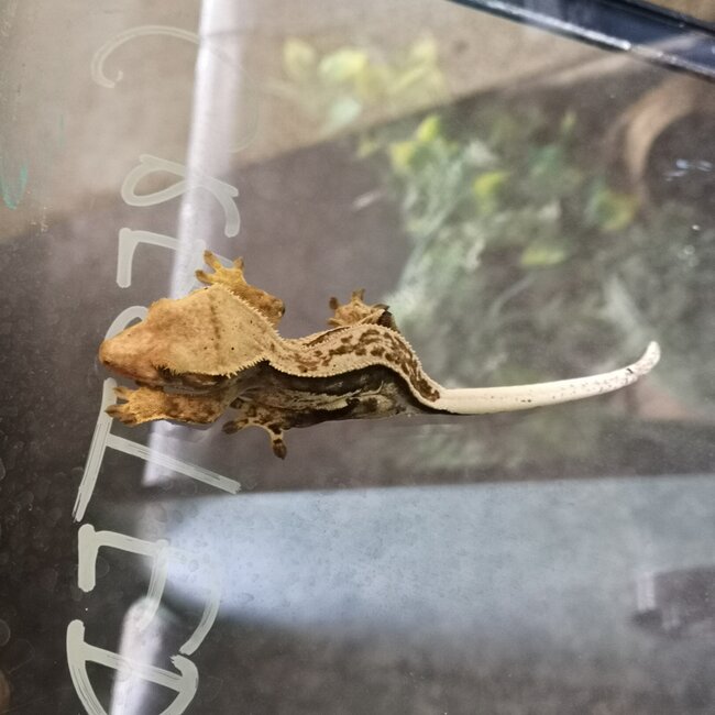 Pinstripe Crested Gecko '5B'
