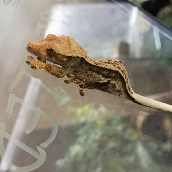 Pinstripe Crested Gecko '5B'