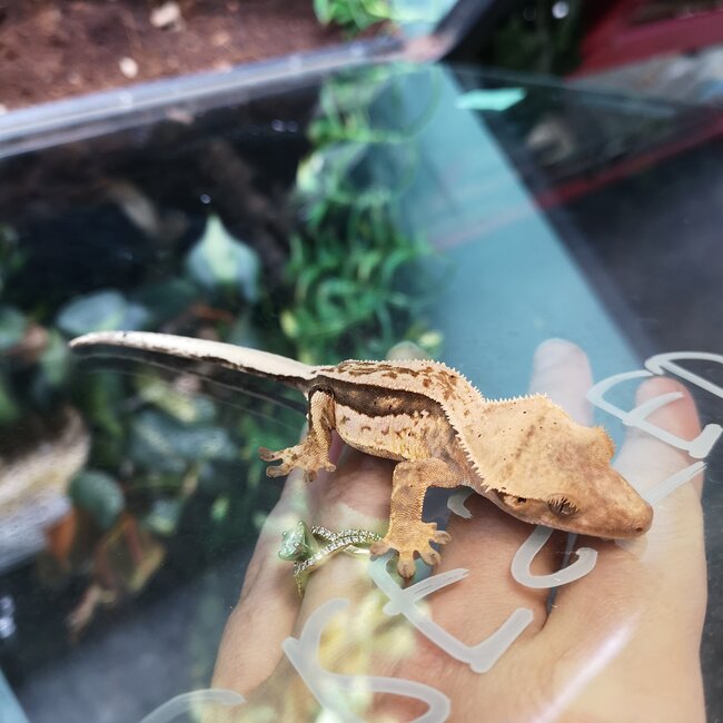 Pinstripe Crested Gecko '5B'