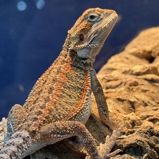 Red Orange Bearded Dragon
