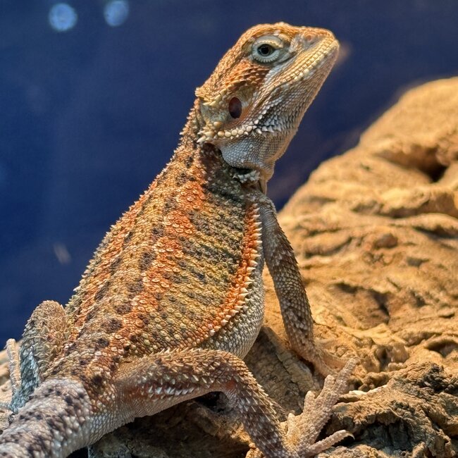 Red Orange Bearded Dragon