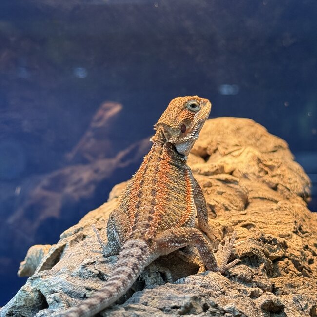 Red Orange Bearded Dragon