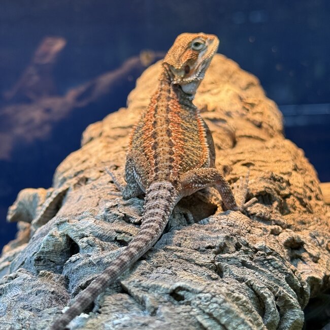 Red Orange Bearded Dragon